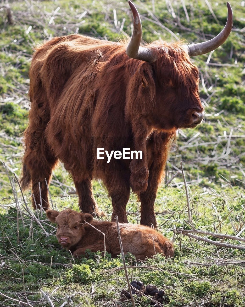 Highland cattle standing on field