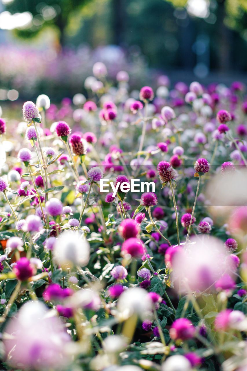 Close-up of pink flowering plants in park