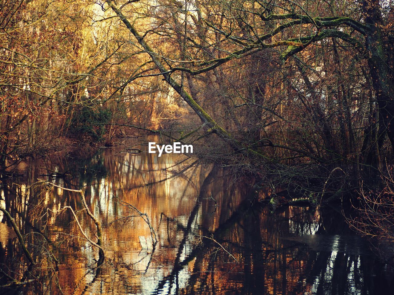 LOW ANGLE VIEW OF TREES