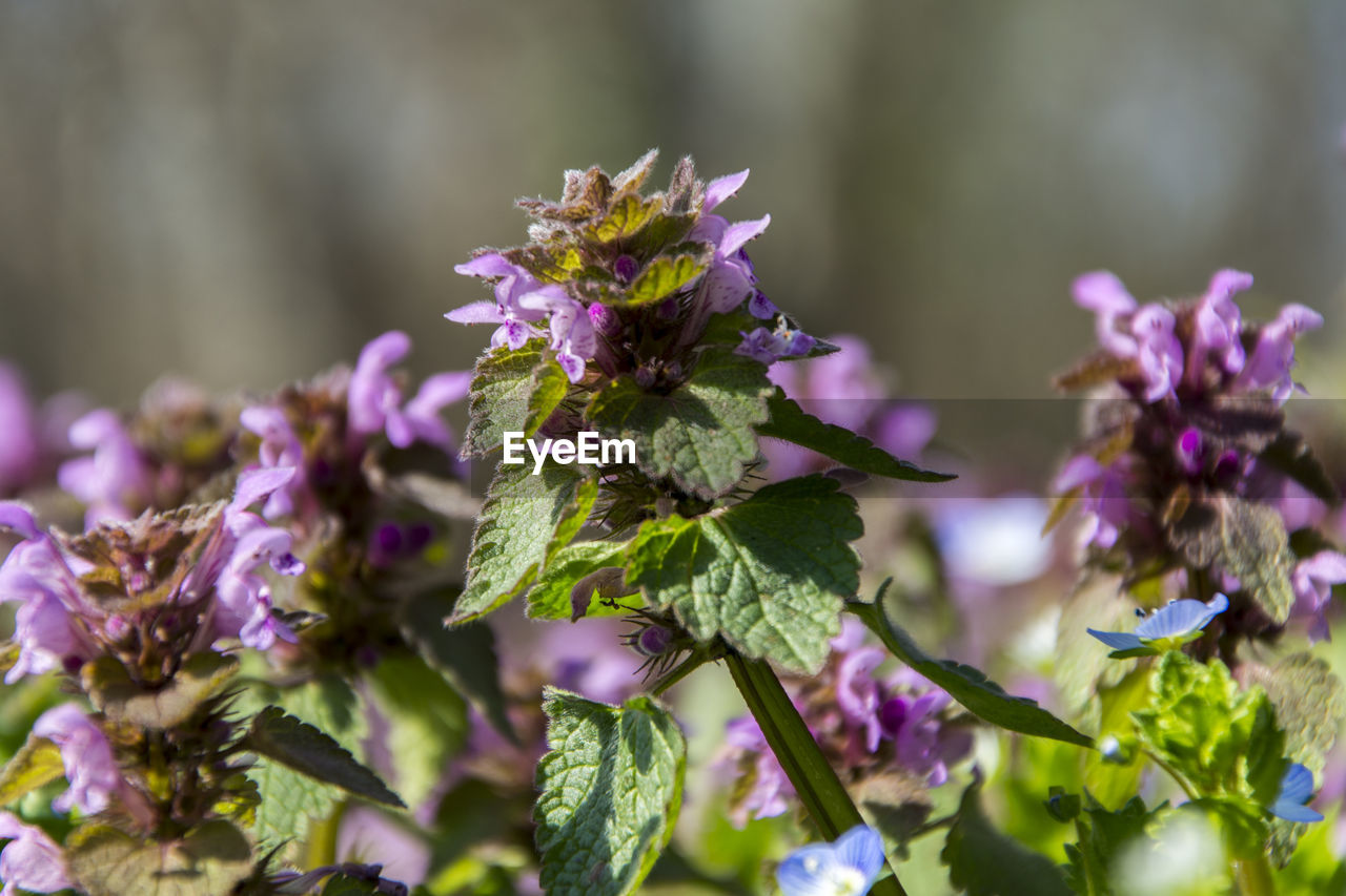 Close-up of purple flowers