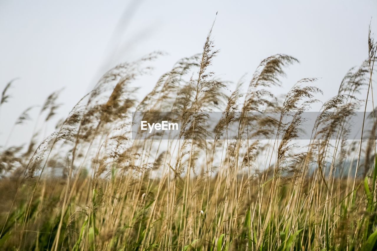 Low angle view of grass growing on field against sky