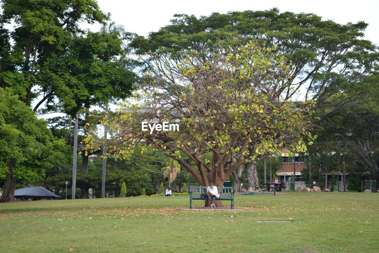 TREES IN PARK AGAINST SKY