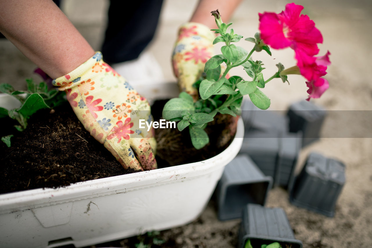 Gardener plants colorful herbs with protective gloves in garden soil.