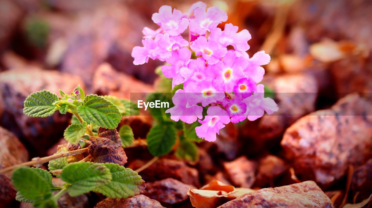 CLOSE-UP OF FLOWERING PLANT AGAINST PURPLE WALL