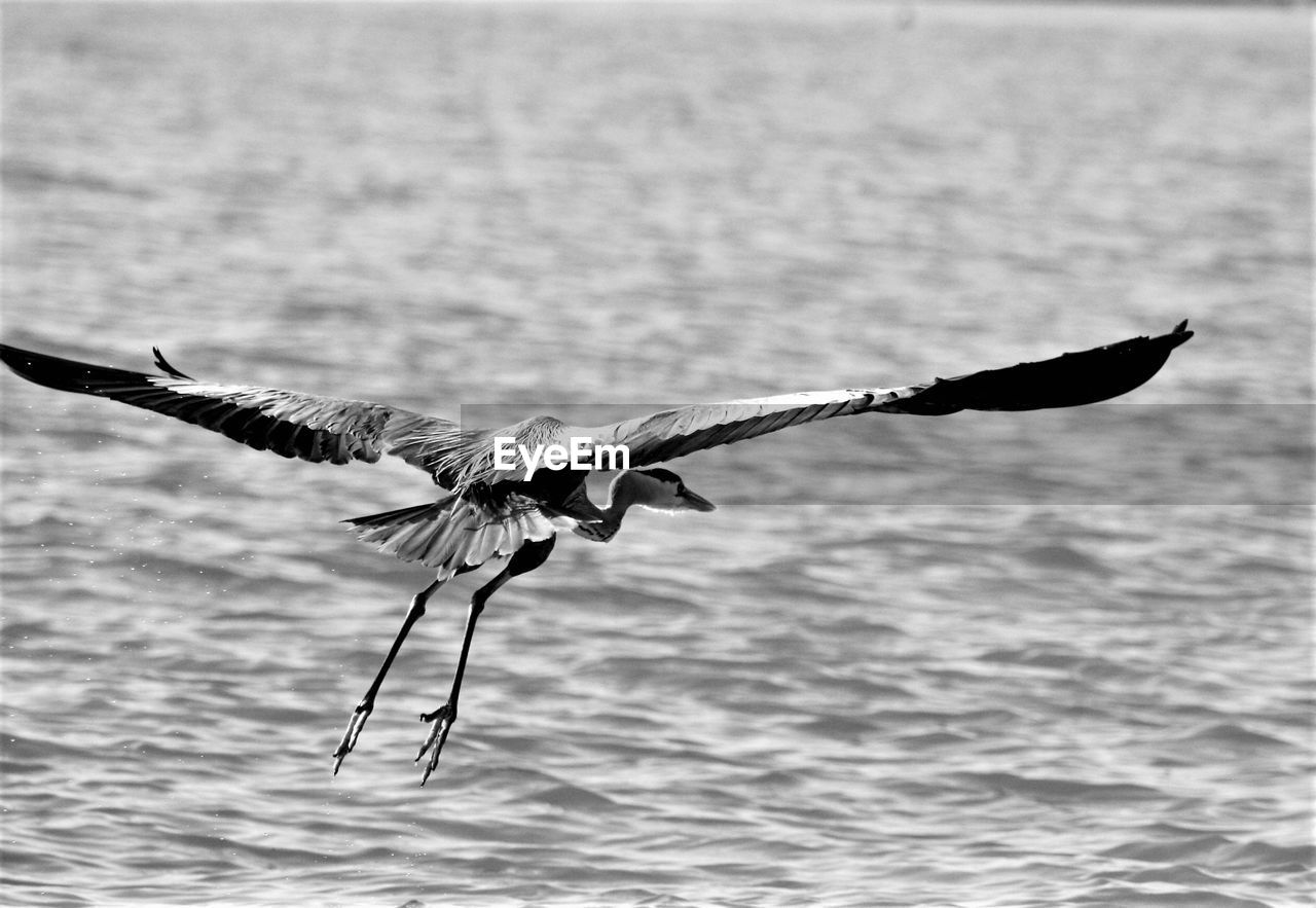 Bird flying over lake