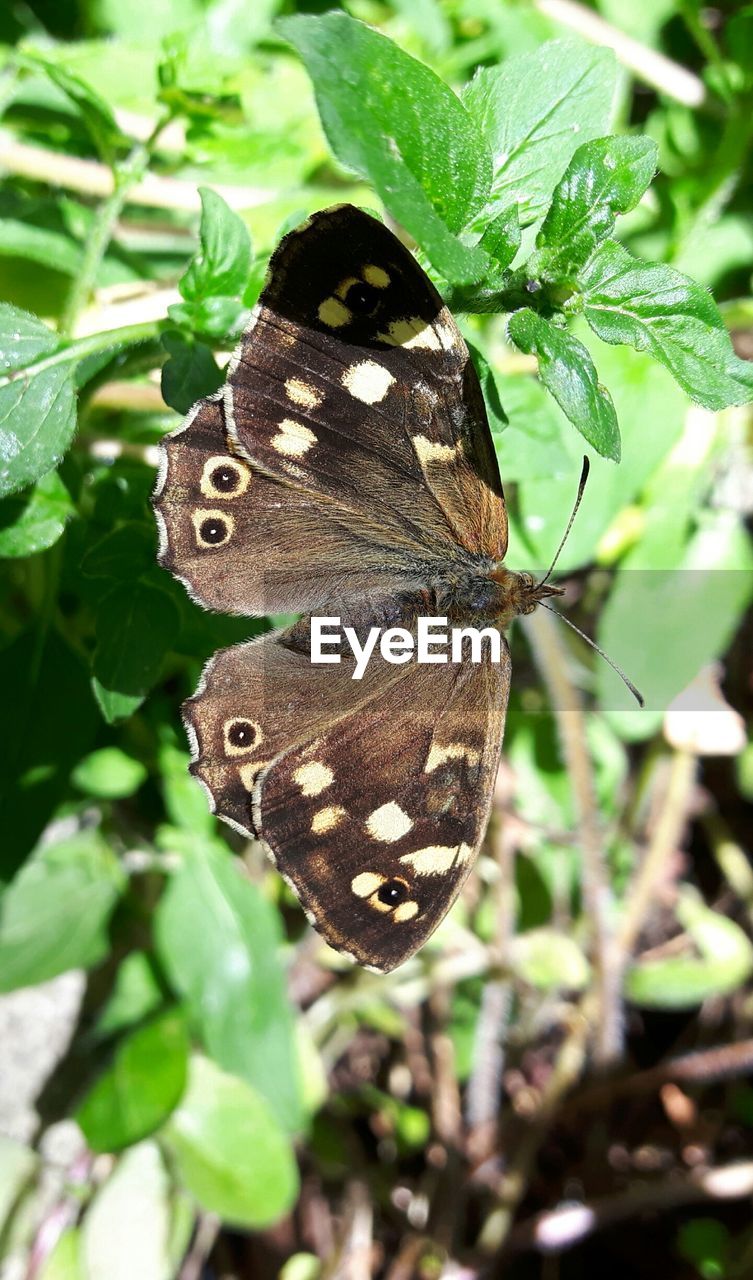 CLOSE-UP OF BUTTERFLY ON PLANT