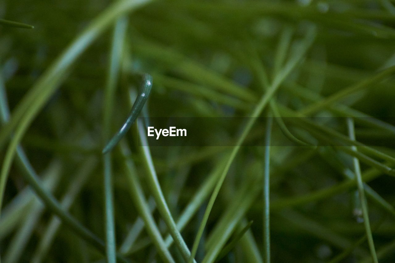 FULL FRAME SHOT OF WET GRASS