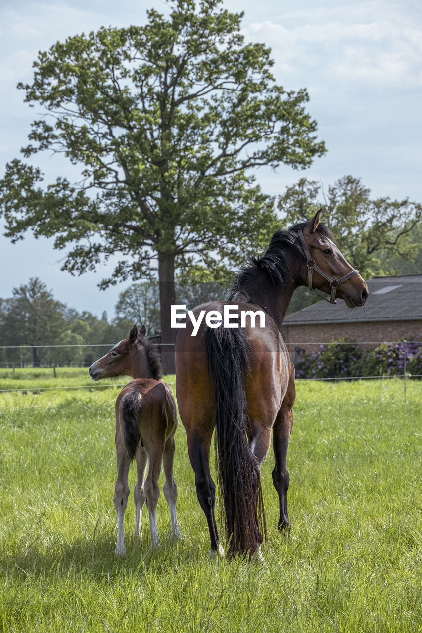 Horse family enjoying the day