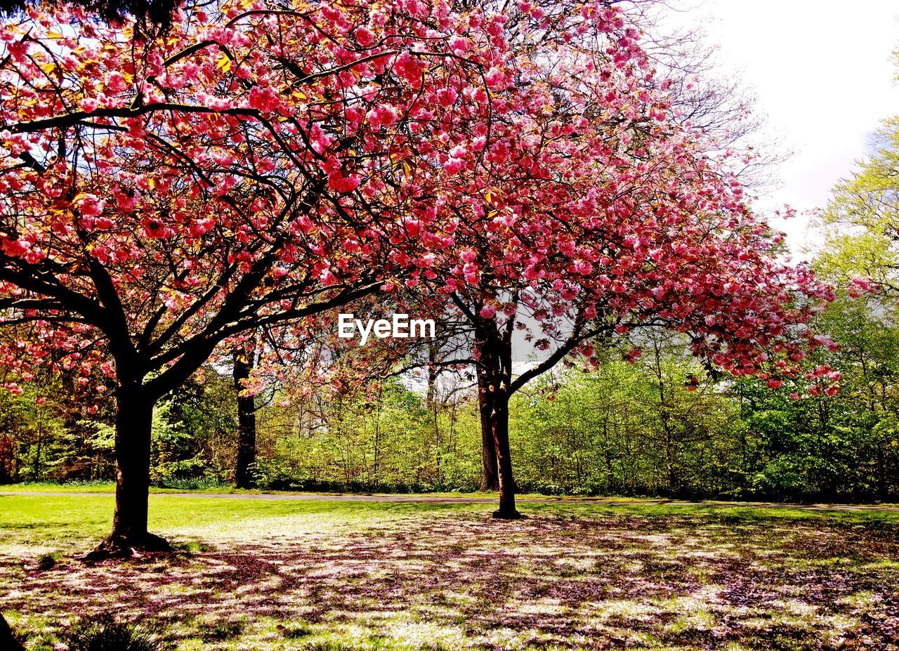 Flower trees on field in park