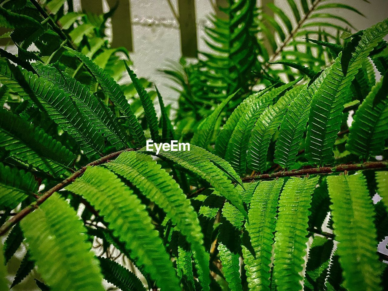 Close-up of green leaves