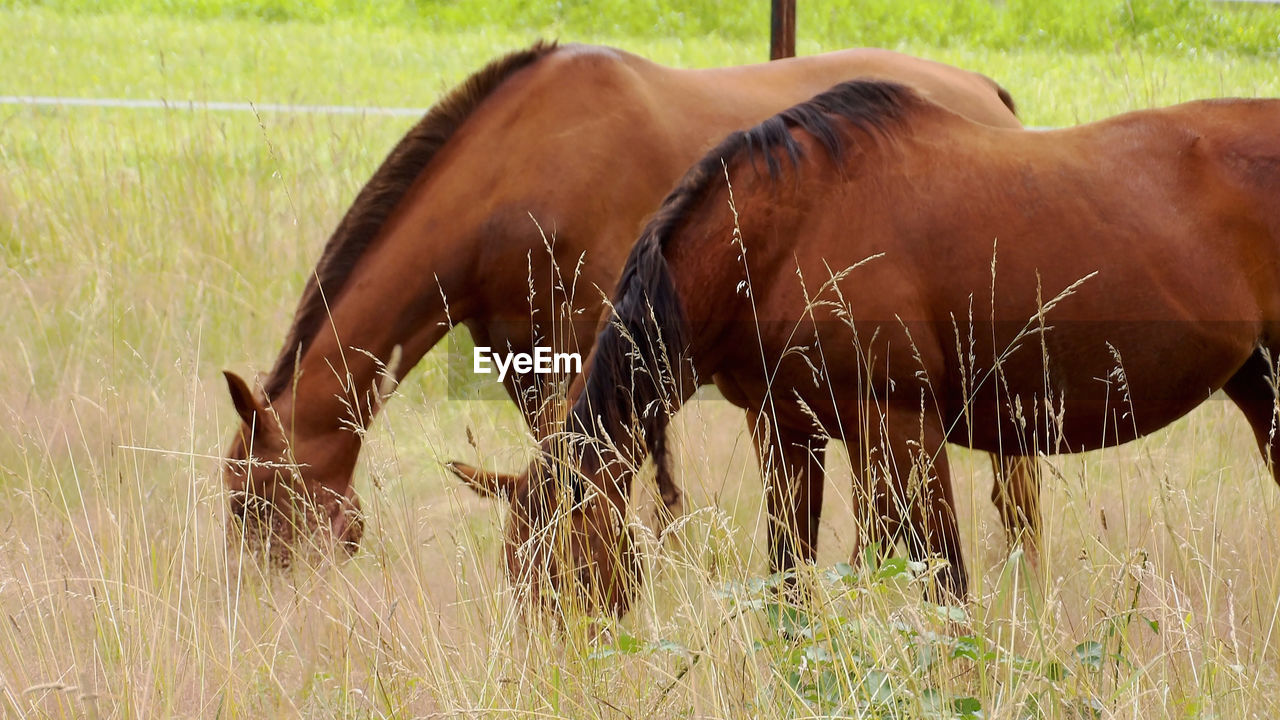 Horses standing on field