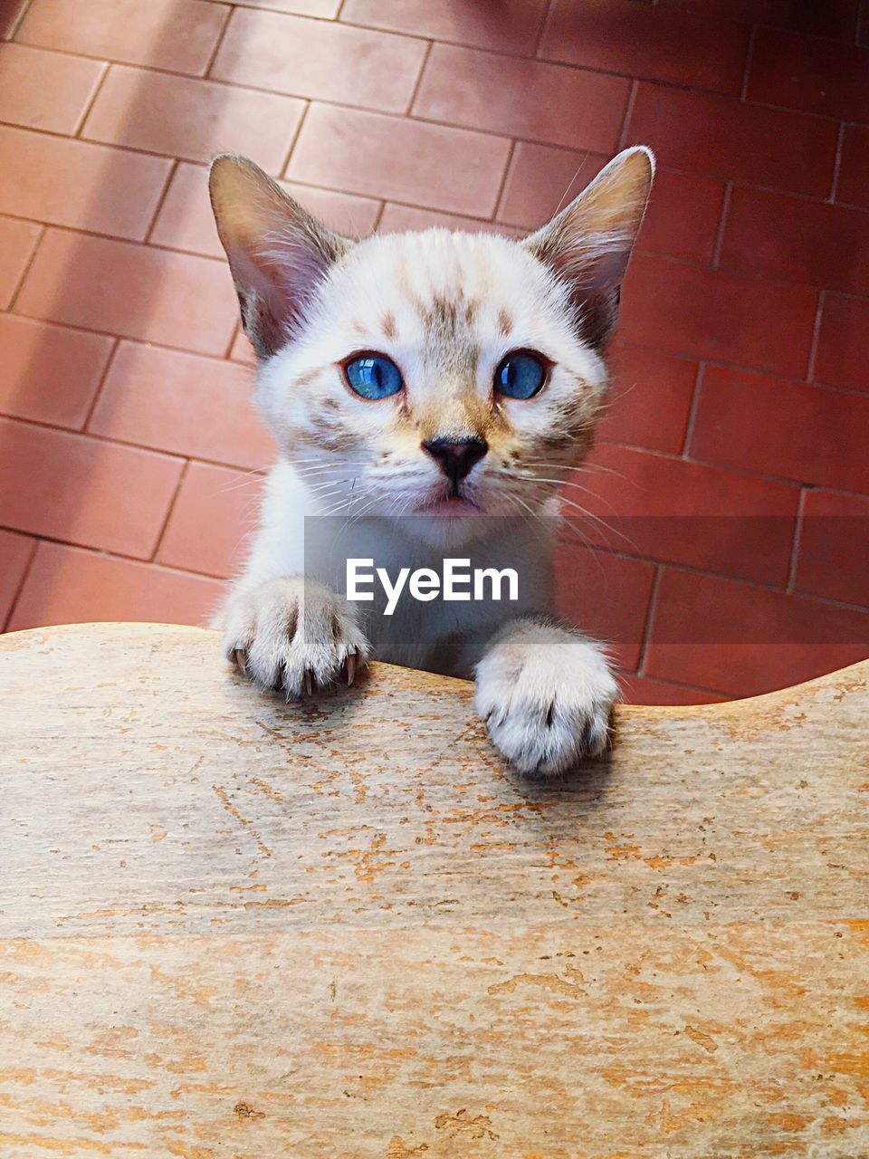 PORTRAIT OF CAT ON FLOOR