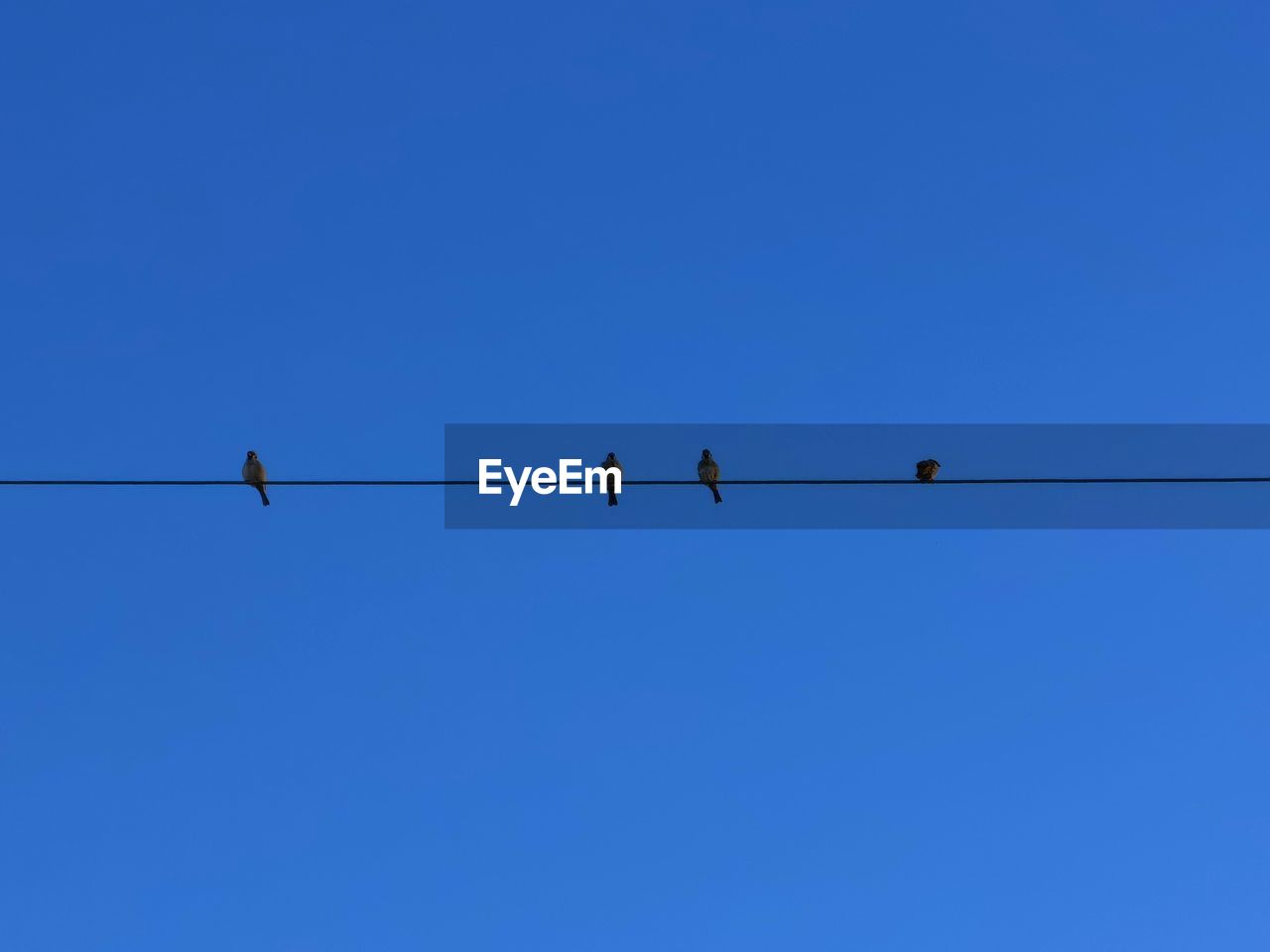 LOW ANGLE VIEW OF BIRDS PERCHING ON POWER LINES