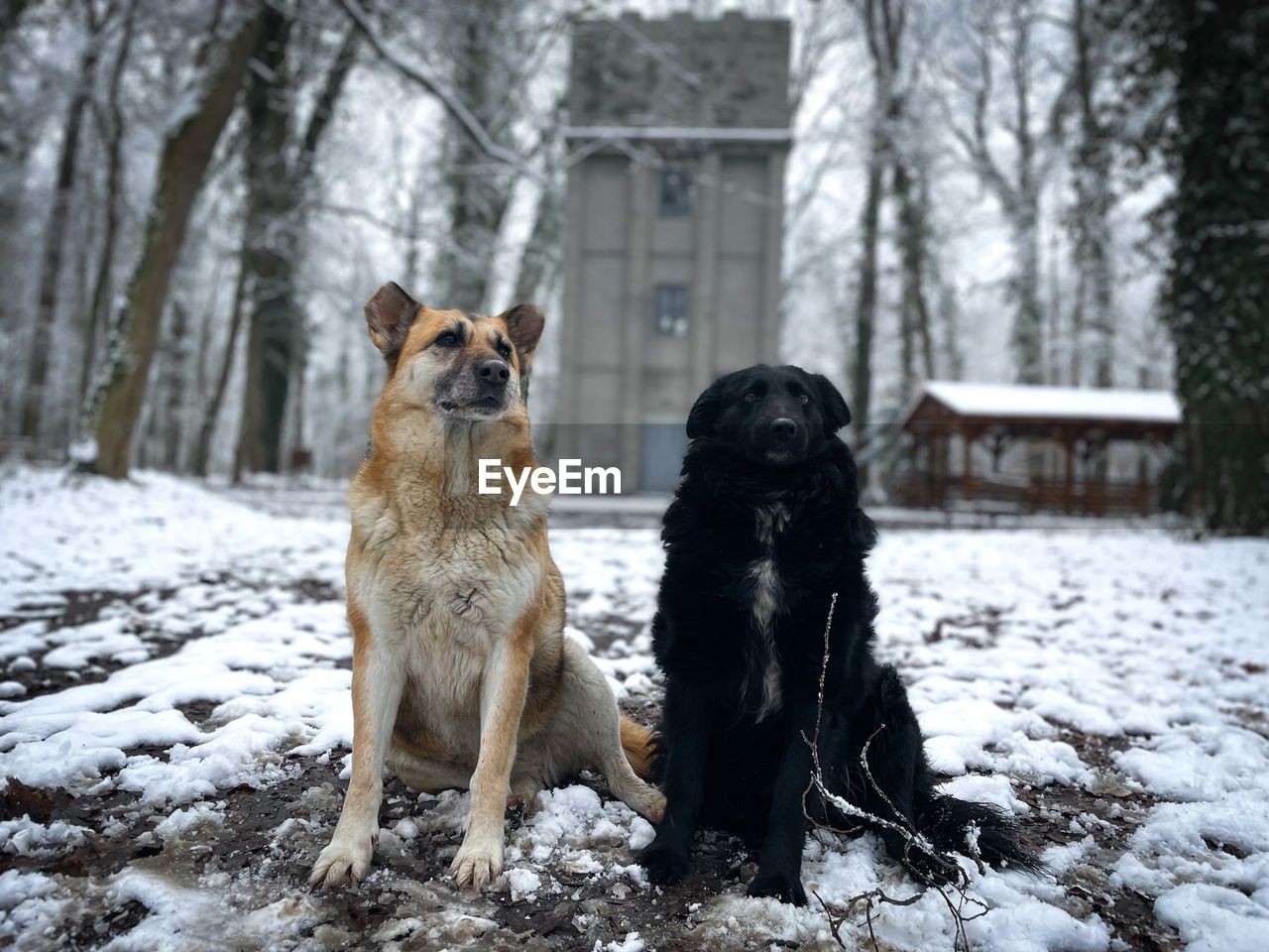 Two dogs in the forest during winter and a tall tower in the background