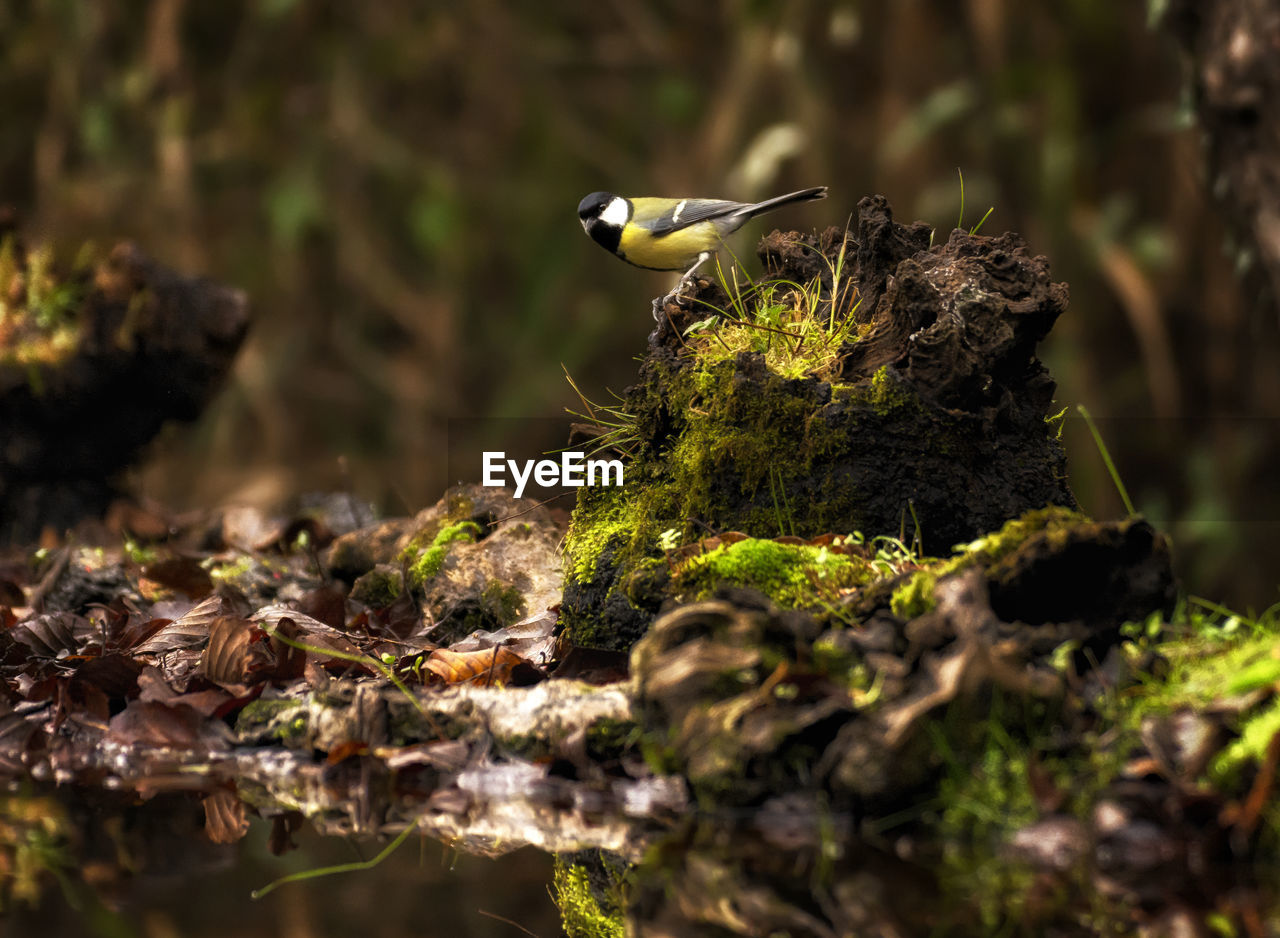 Close-up of bird on rock