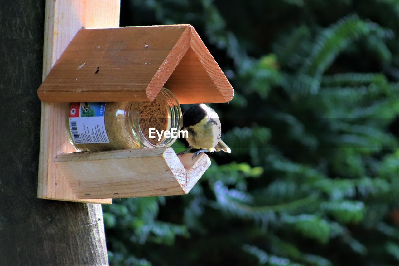 CLOSE-UP OF BIRD ON WOODEN POST AT PARK