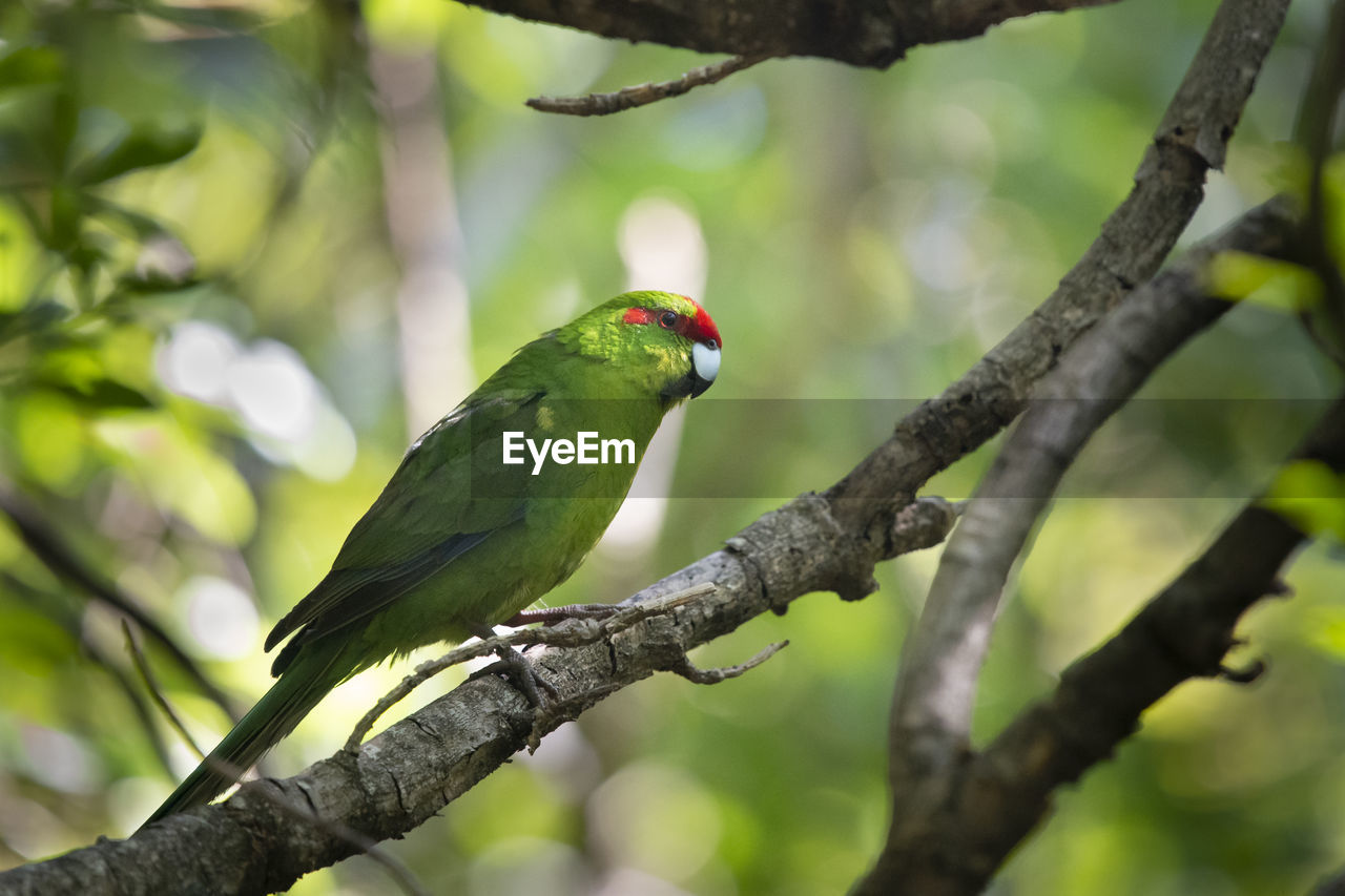 BIRD PERCHING ON TREE