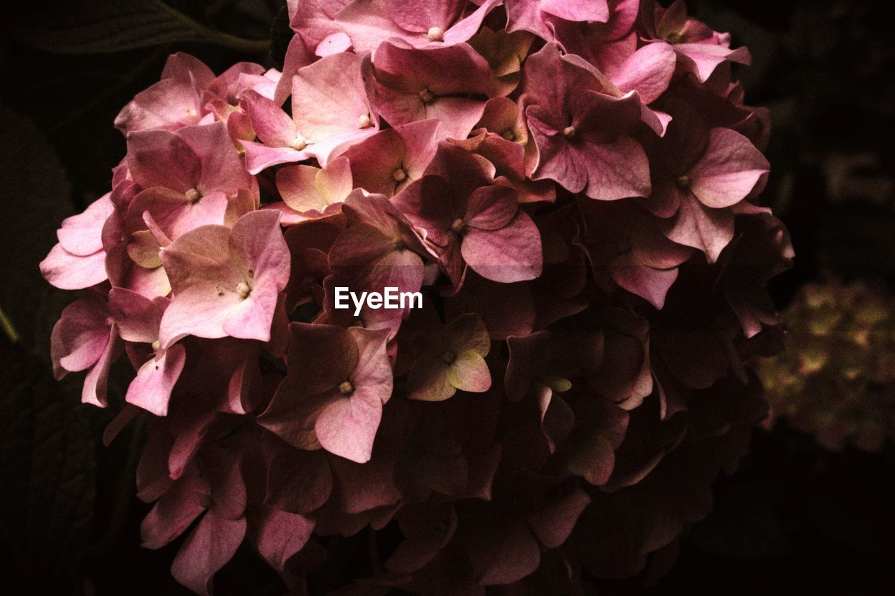 High angle view of pink hydrangea flowers against black background