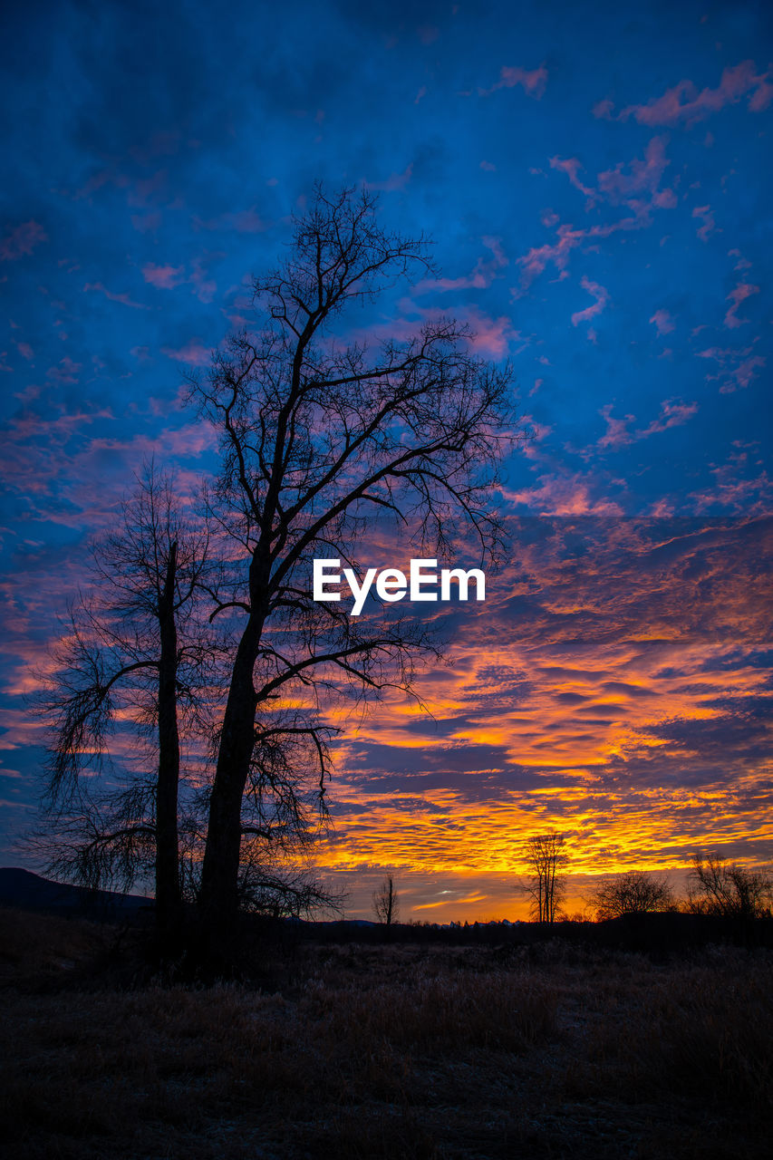 SILHOUETTE TREES ON FIELD AGAINST SKY AT SUNSET