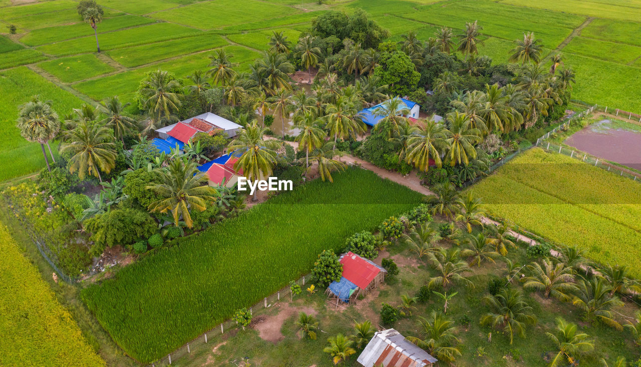 HIGH ANGLE VIEW OF RICE FIELD