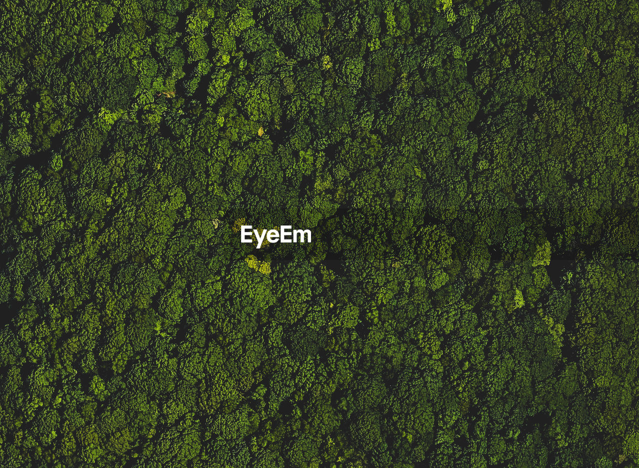 Full frame shot of trees in forest