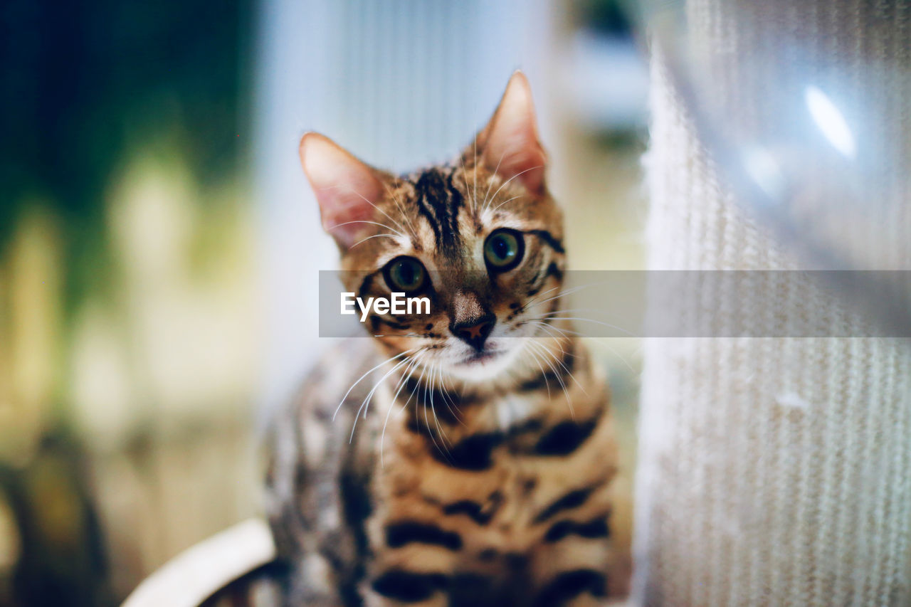 Close-up portrait of cat against blurred background