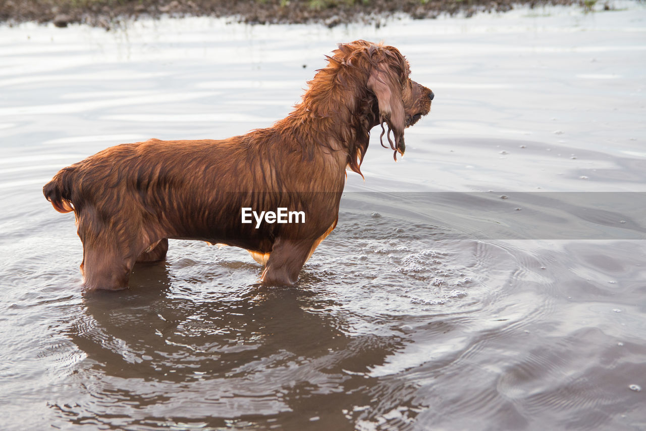 Dog playing on the beach