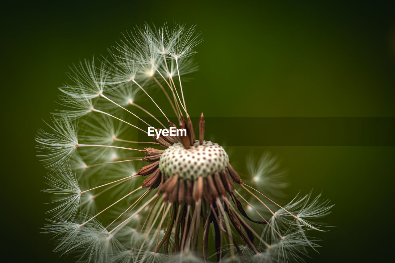 CLOSE-UP OF DANDELION