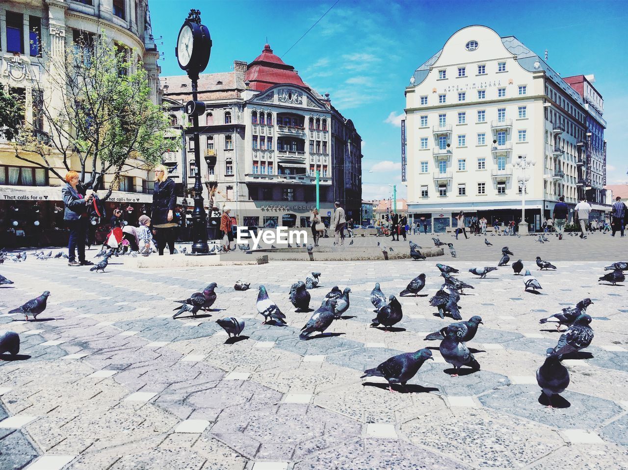 FLOCK OF BIRDS FLYING IN CITY AGAINST SKY