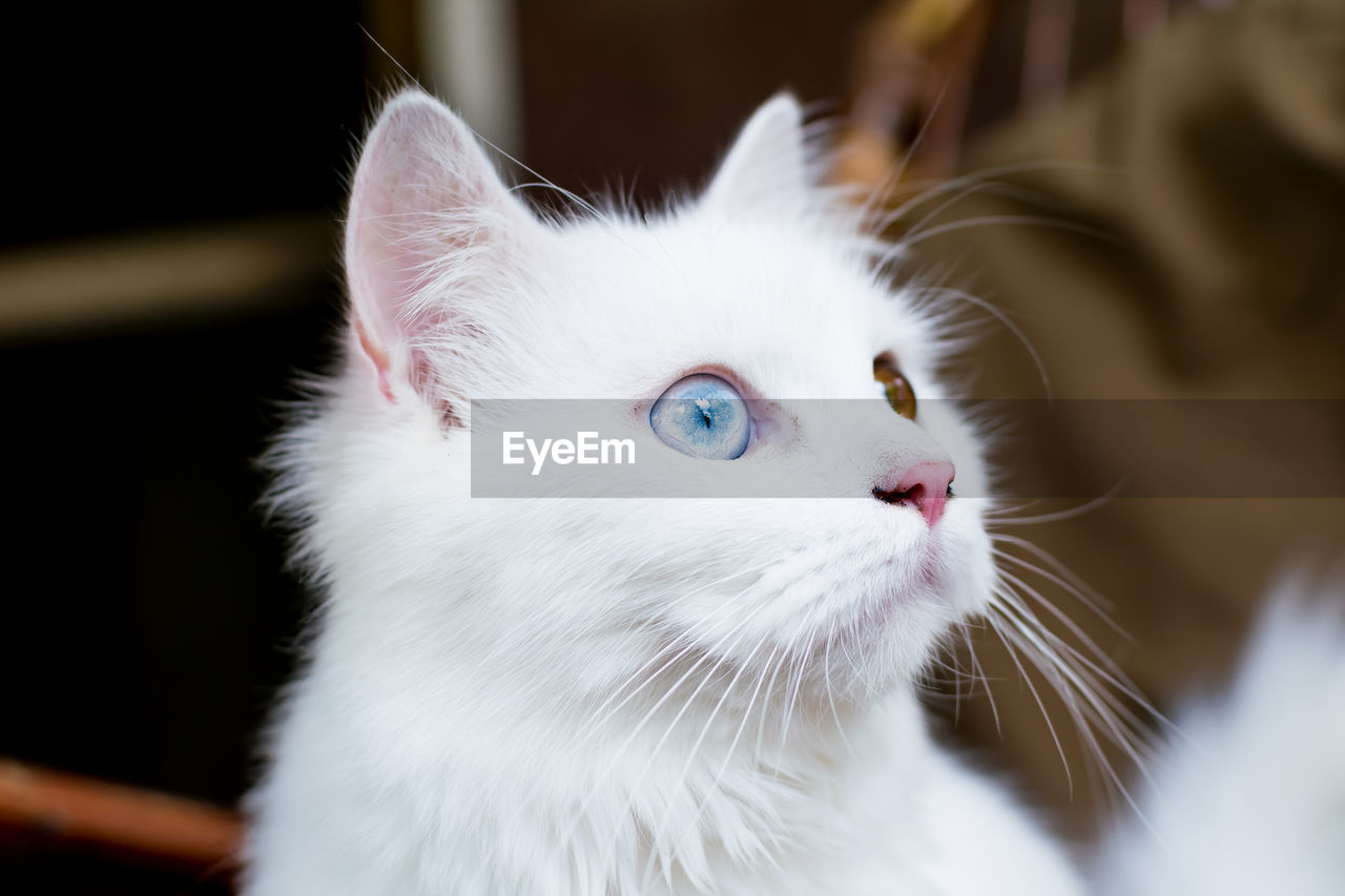 A close up portrait of a young heterochromic or odd-eyed white fur domestic cat