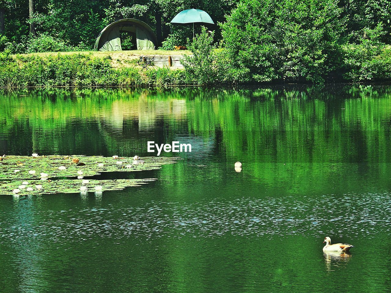 SWAN SWIMMING ON LAKE