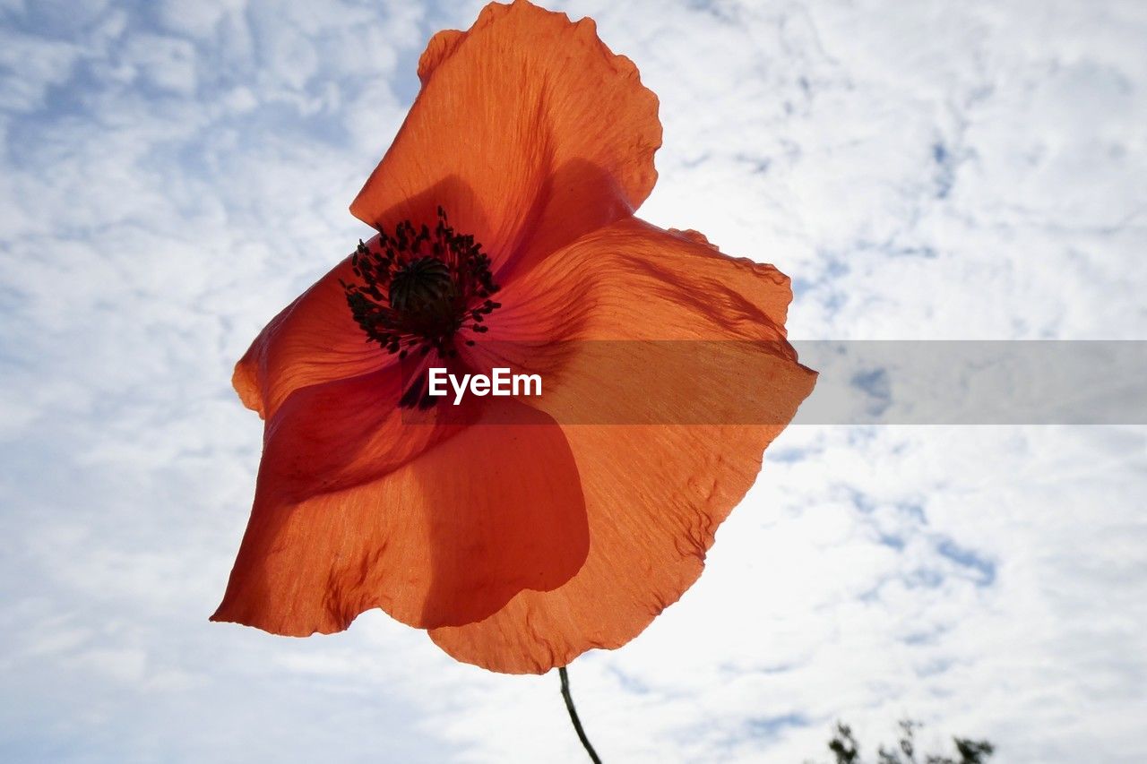 flower, plant, nature, beauty in nature, sky, poppy, cloud, flowering plant, petal, freshness, orange color, red, no people, flower head, low angle view, outdoors, fragility, close-up, day, leaf, inflorescence, macro photography, environment