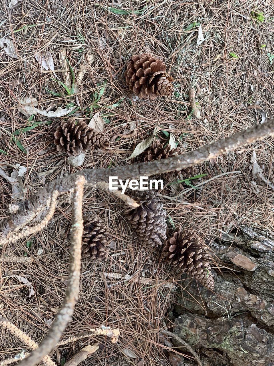 HIGH ANGLE VIEW OF DRIED PINE CONES ON FIELD