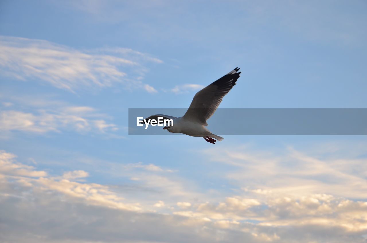 Low angle view of seagull flying against sky