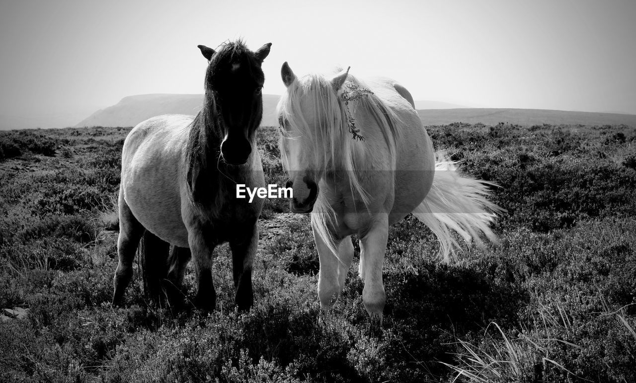 Wild ponies on offas dyke - english and welsh boarder national trail.