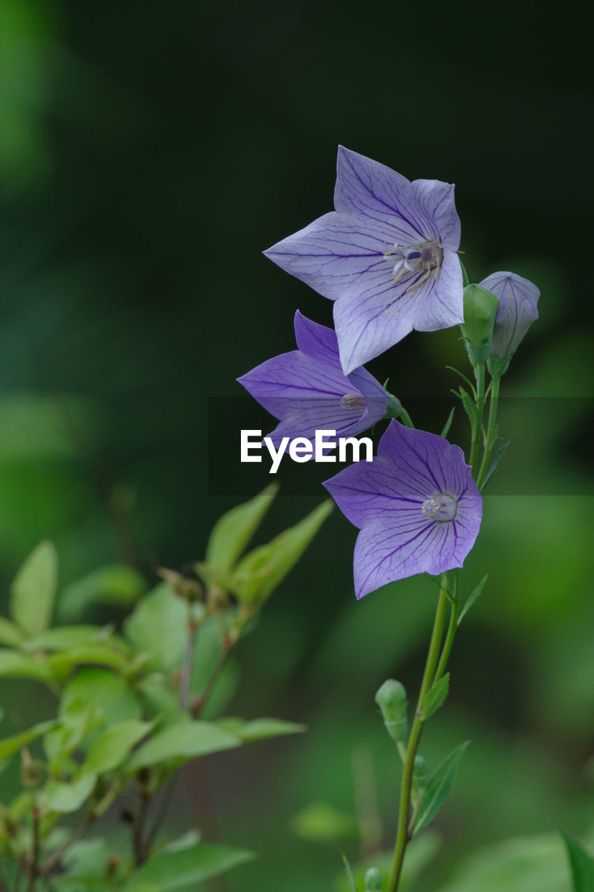 flower, plant, flowering plant, beauty in nature, freshness, purple, petal, green, close-up, nature, fragility, flower head, growth, inflorescence, wildflower, harebell, leaf, plant part, no people, macro photography, focus on foreground, outdoors, springtime, plant stem, botany, blossom