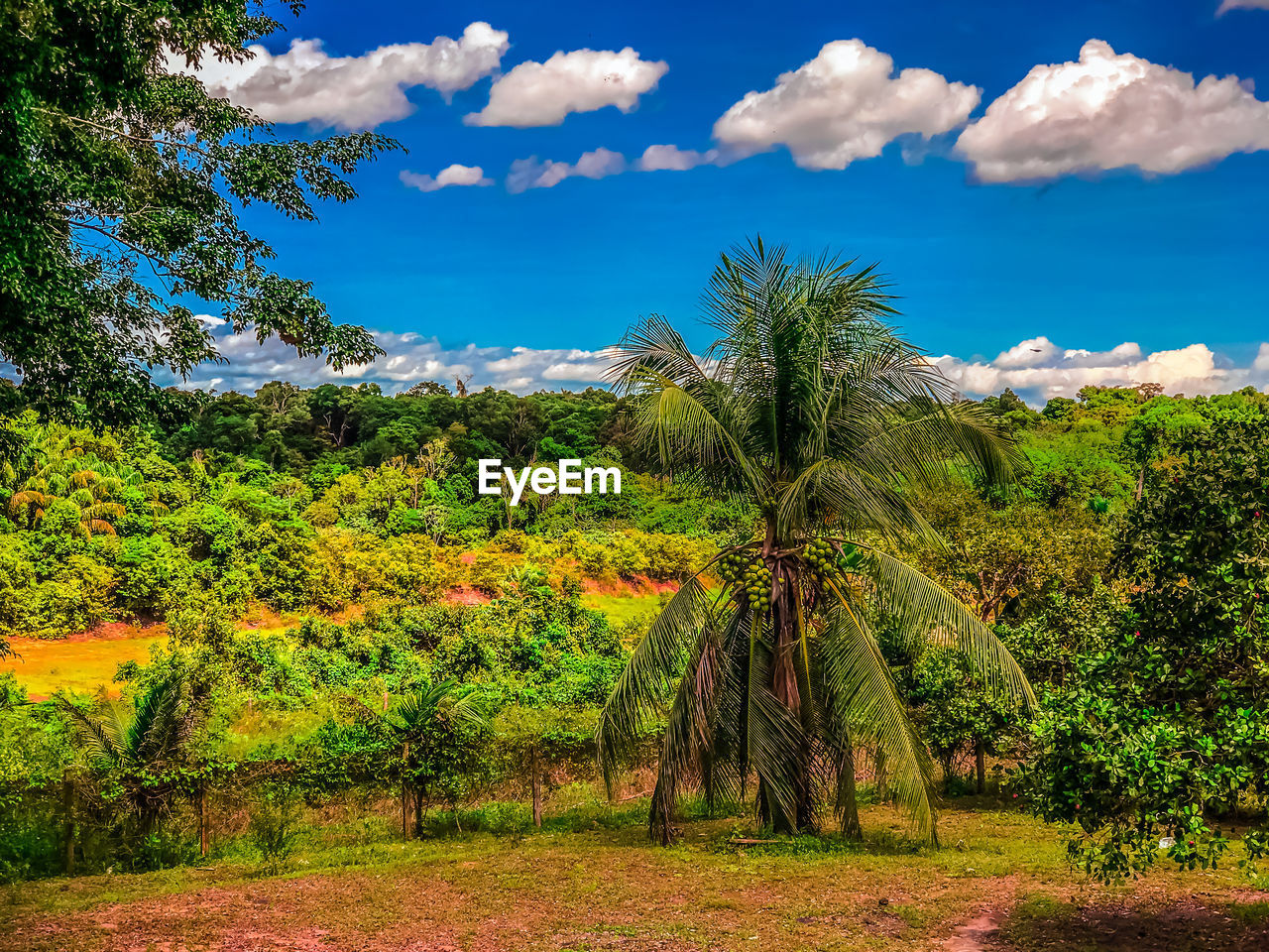 Trees on landscape against sky