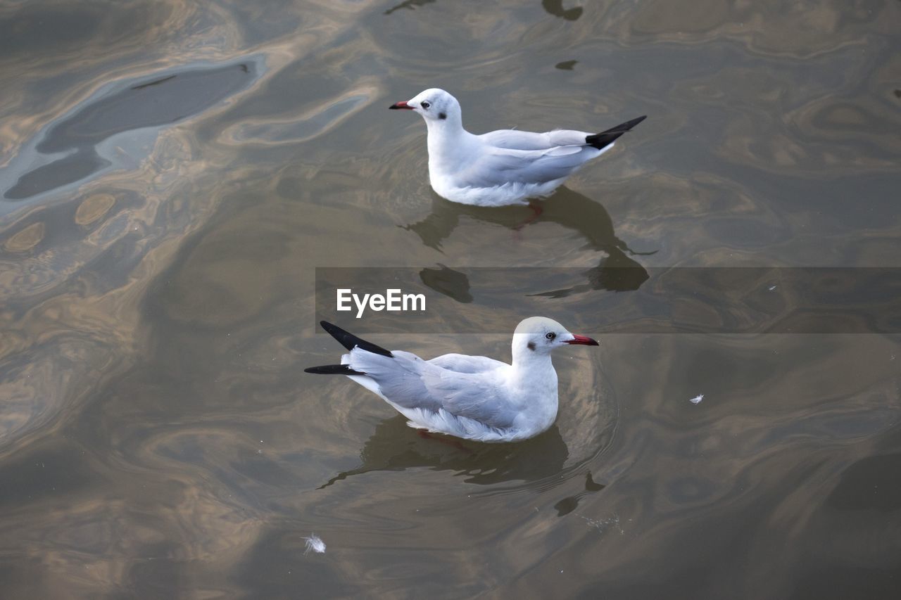 HIGH ANGLE VIEW OF SEAGULL SWIMMING IN LAKE