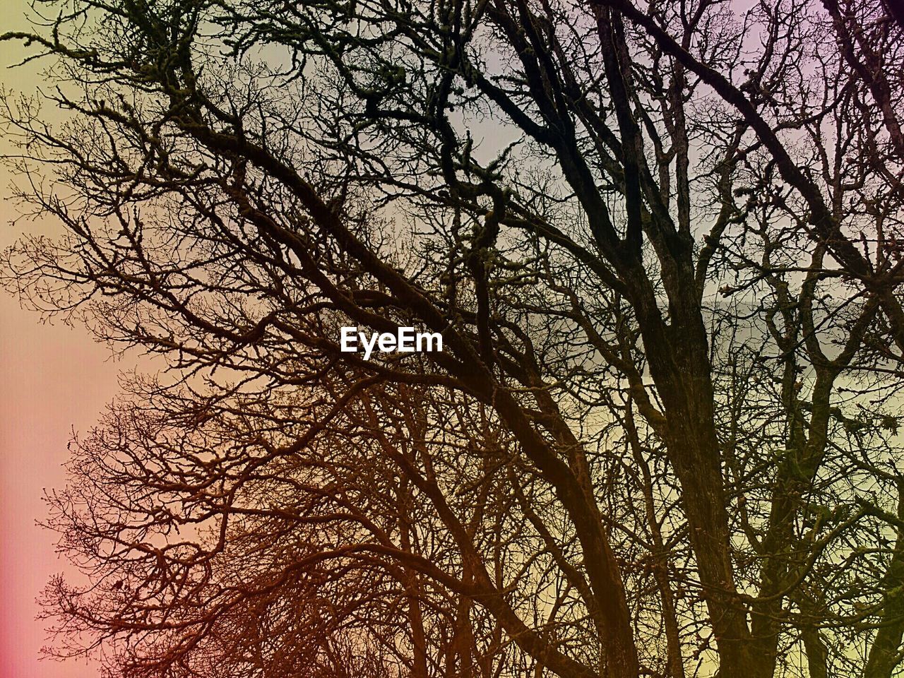 LOW ANGLE VIEW OF BARE TREES AGAINST SKY AT SUNSET