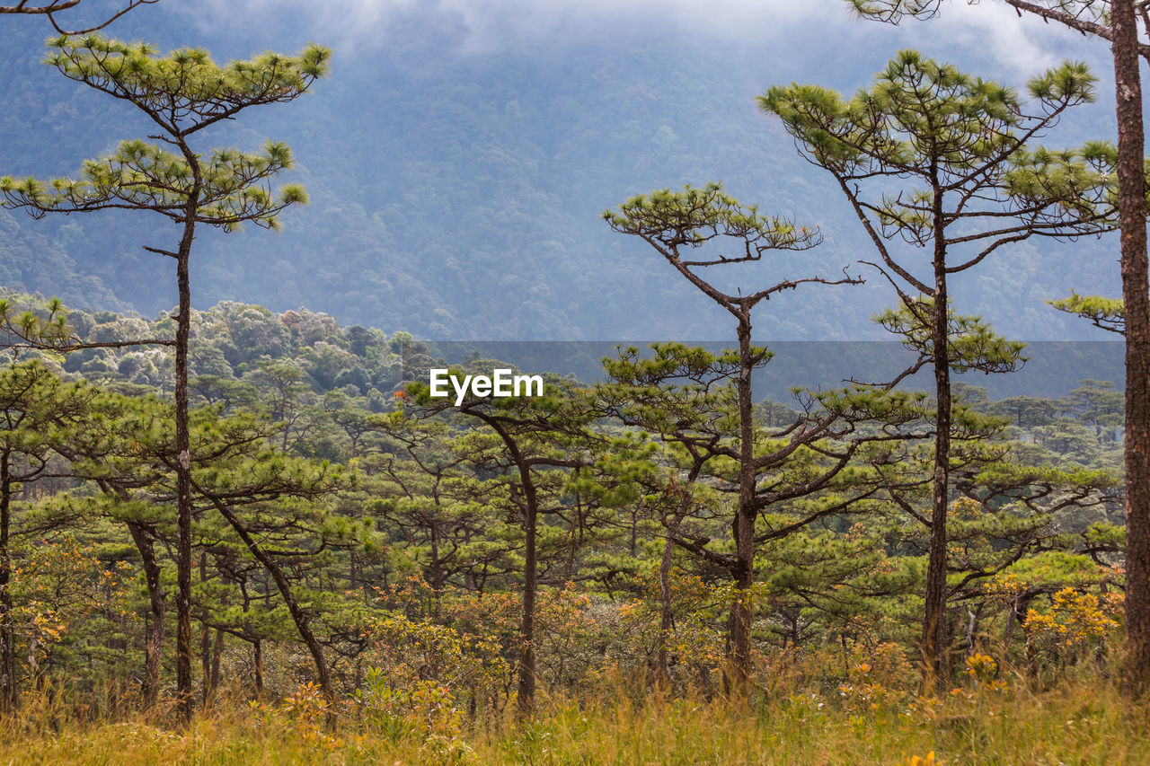 Trees in forest against sky