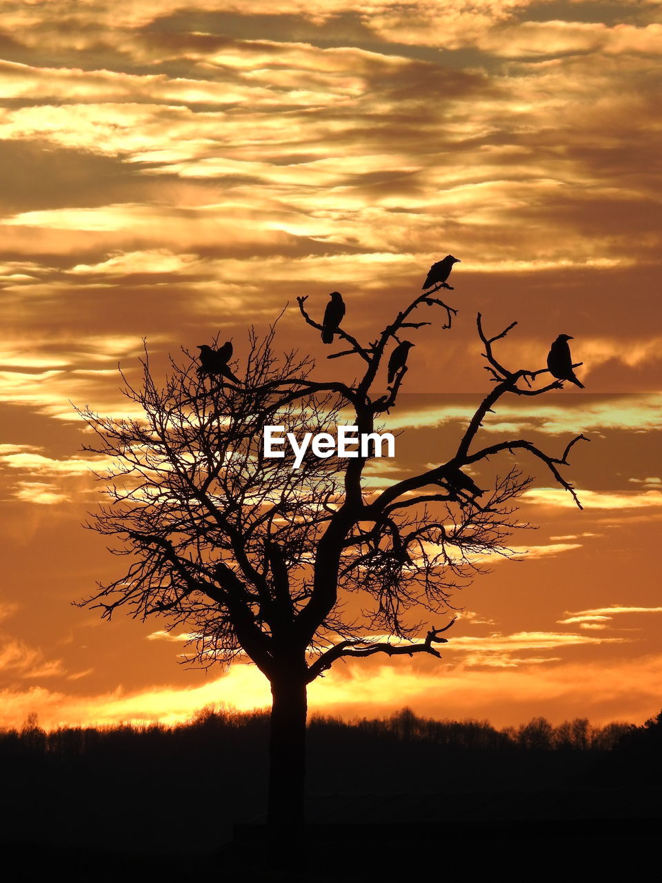 SILHOUETTE OF TREE AGAINST ORANGE SKY