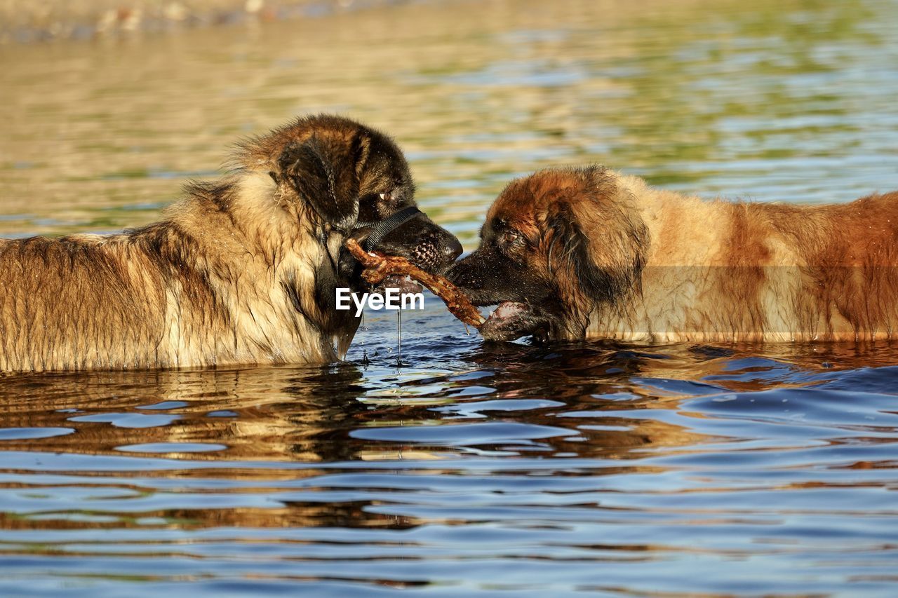 View of dog eating in lake