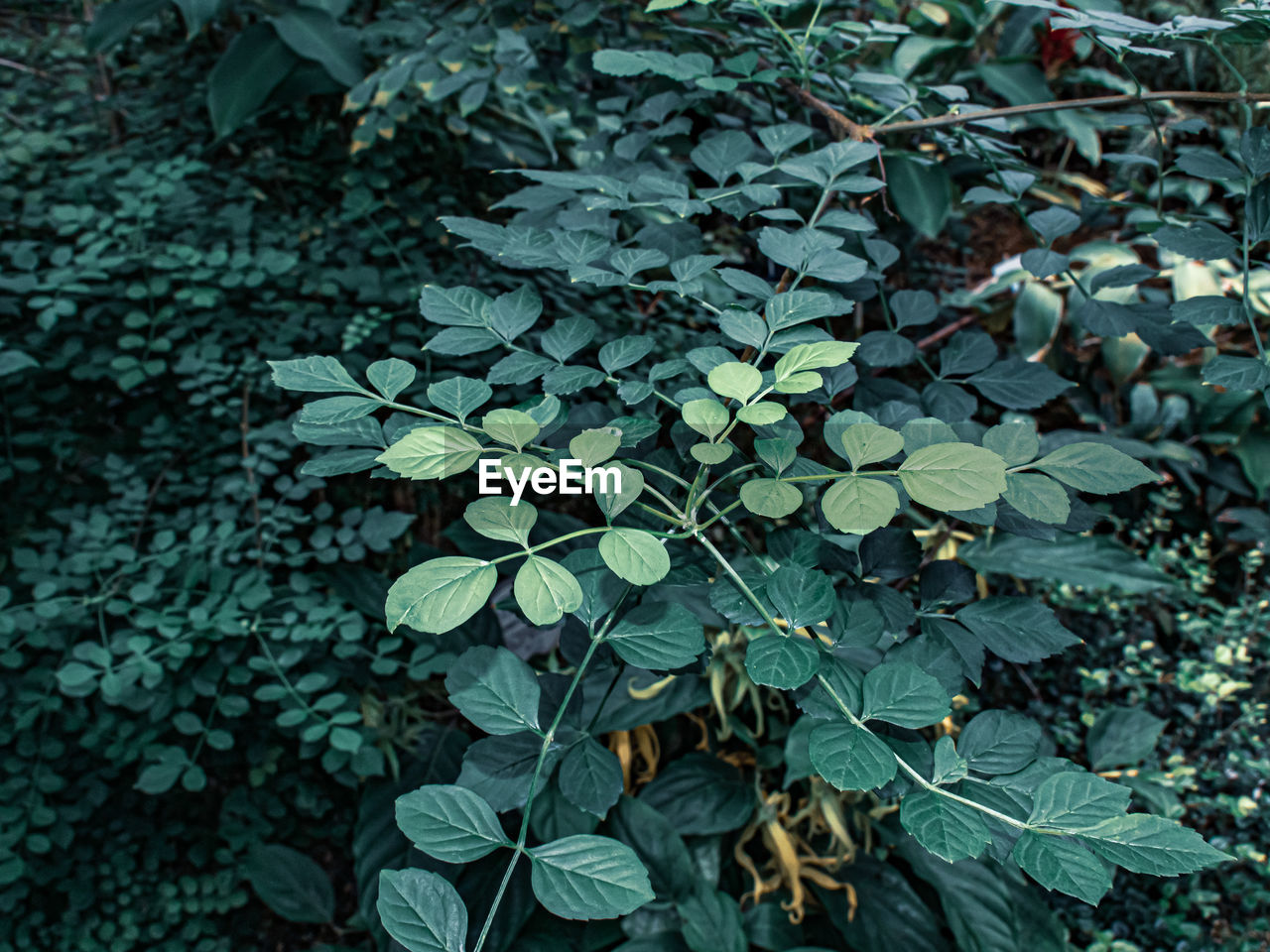 High angle view of flowering plant