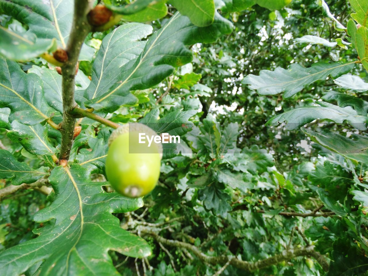 LOW ANGLE VIEW OF FRUIT TREE