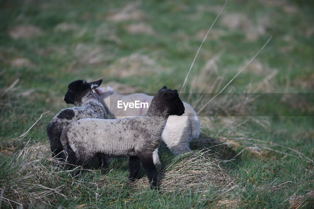 Lambs standing on grassy field