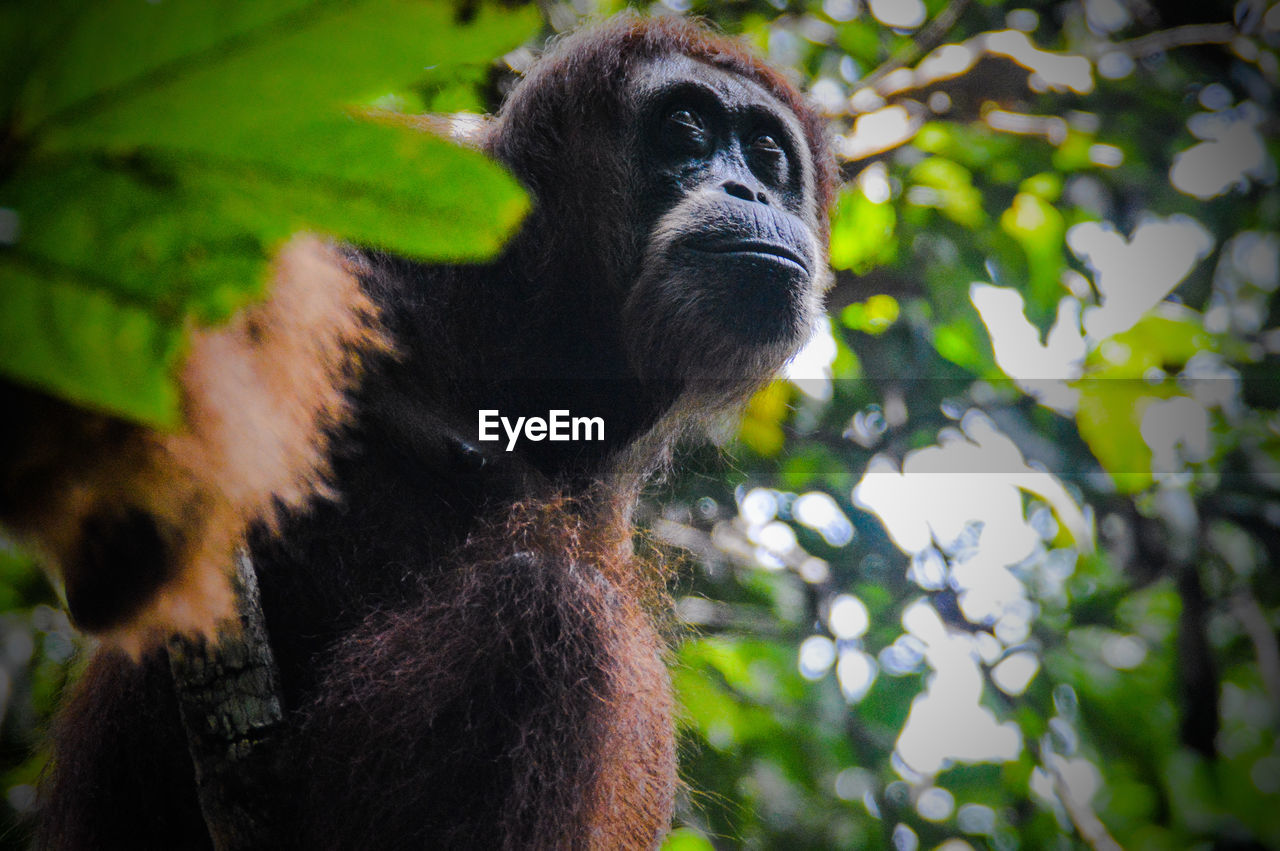 A sumatran orangutan or pongo abelii spotted in gunung leuser national park