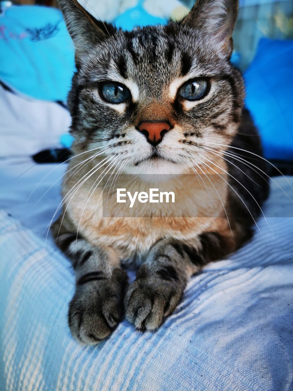 Close-up portrait of tabby cat