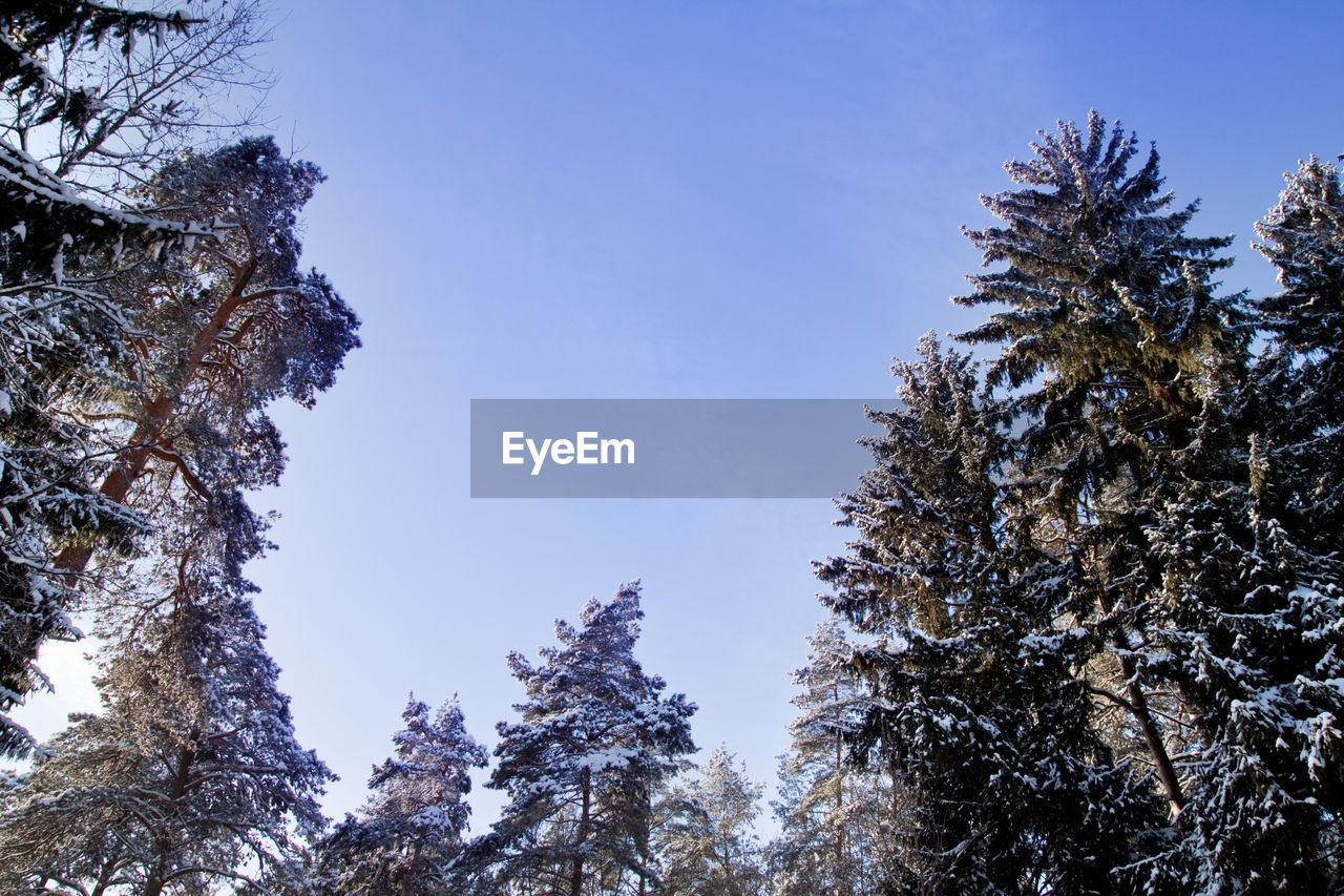 LOW ANGLE VIEW OF PINE TREES AGAINST SKY DURING WINTER