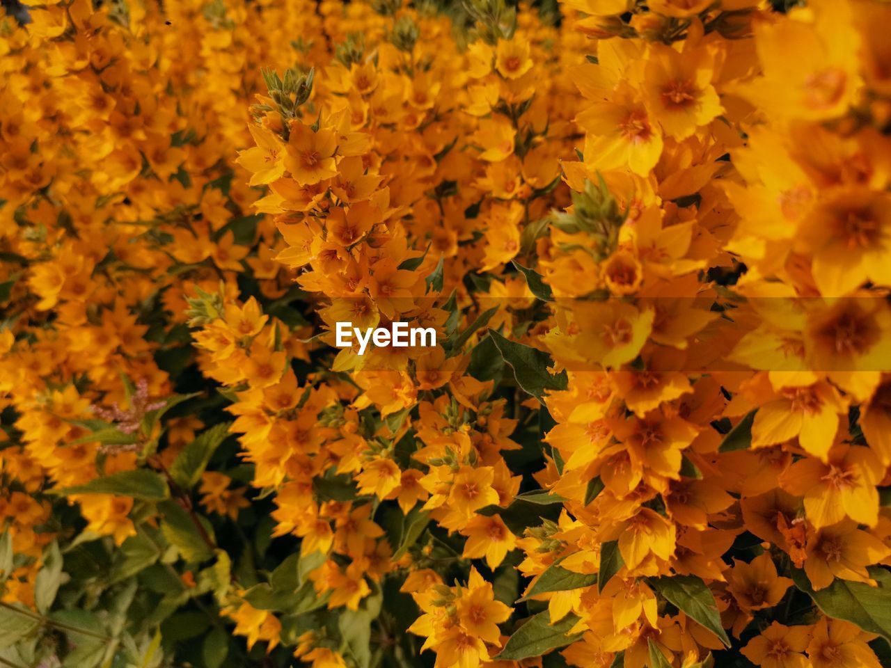 Close-up of yellow flowering plant