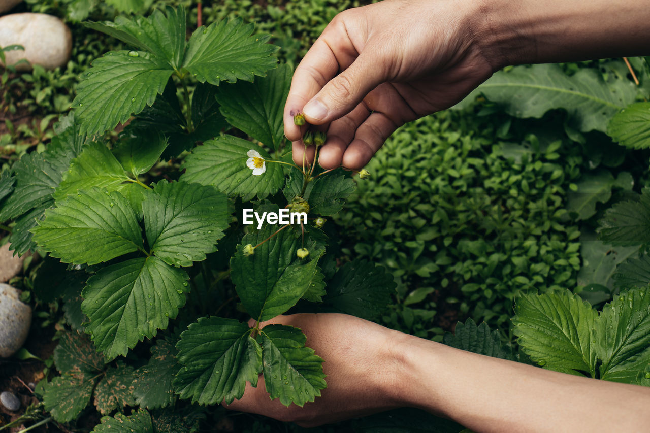 hand, food, food and drink, plant, growth, healthy eating, green, freshness, nature, produce, leaf, flower, agriculture, plant part, adult, wellbeing, vegetable, holding, organic, one person, harvesting, gardening, crop, garden, lifestyles, herb, parsley, close-up, occupation, fruit, men, outdoors, high angle view, tree, vegetable garden, day, farm, picking